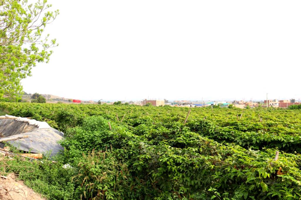 Plantaciones irrigadas con biofertilizantes de biodigestor.